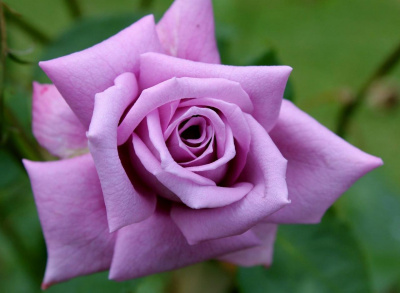 мами блю / mamy blue