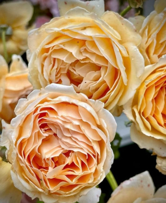 краун принцесса маргарет / crown princess margareta
