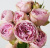 пинк лейс - pink lace пинк лейс - pink lace