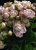 саманта бридал / samantha’s bridal саманта бридал / samantha’s bridal