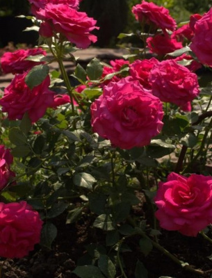 маритим / maritim
