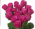 хот пинк лейс – hot pink lace хот пинк лейс – hot pink lace