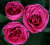 хот пинк лейс – hot pink lace хот пинк лейс – hot pink lace