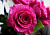 розбери / roseberry