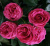 хот пинк лейс – hot pink lace хот пинк лейс – hot pink lace