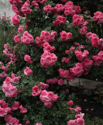 розариум ютерзен - rosarium uetersen