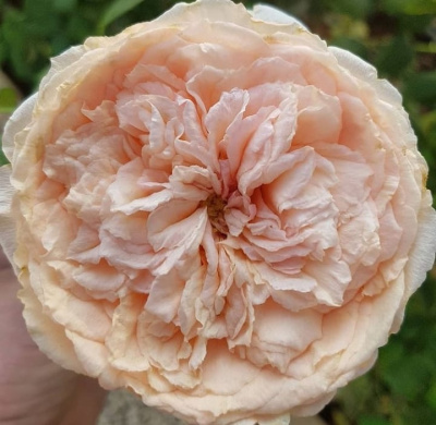 салманасар / salmanasar