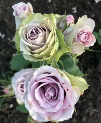 саманта бридал / samantha’s bridal