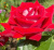 люксор - luxor