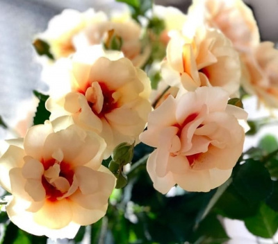 машад – mashad